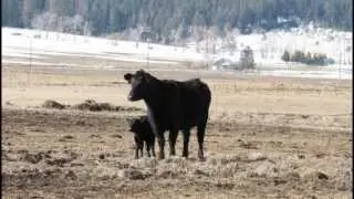 2013 ~ Spring at Highview Angus Ranch, Part 1