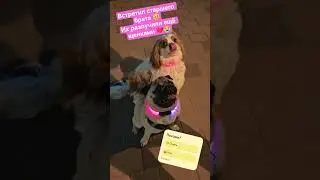 Встреча с братом #pug #cutepug #speakpug #funnypug #собака #mypug #pets #puglife #music