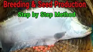 Step by step breeding of Chital Fish/ seed production