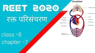 Reet 2020 science class 8 रक्त परिसंचरण blood circulation complete important topic for seated also