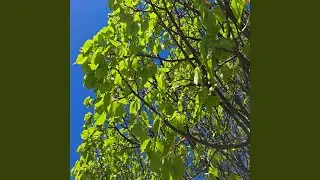 Sunny Day