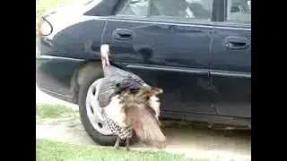 Turkey Reflection