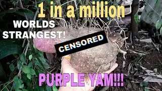 WORLD'S STRANGEST purple yam!!!