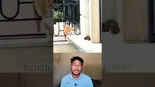 cat and mouse fight 😱💪 #facts #funny #shorts