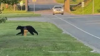 Black Bear spotted near Kansas City area Taco Bell