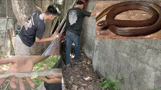 LUNGGA NG RATS SNAKE. CALAMARIA SNAKE. ANG LUMABAS ..