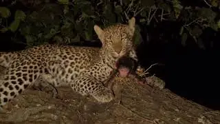 EYE OF THE LEOPARD - Baboon & Moon
