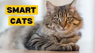 Top 10 SMARTEST Cat Breeds