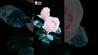 Rainy Morning Status |Rain  whatsapp status | ansh Nature🌴 whatsapp status @ansh short status video