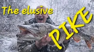 The elusive apex predator, PIKE