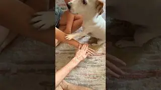 dog paw trend with our  girl😂🐶 #trend #dogpawtrend #dogtrend