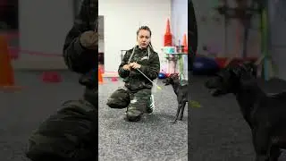 Телескопічний таргет #dogtraining #doggielife #iggydog #левретка