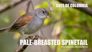 Piju&iacute; Pechiblanco (Synallaxis albescens) Pale-breasted Spinetail