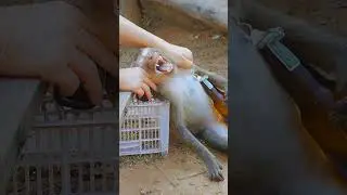 He&rsquo;s So Drunk He Can&rsquo;t Sit Up &mdash; This Monkey&rsquo;s Reaction Is HILARIOUS 🤣🐵 #shorts
