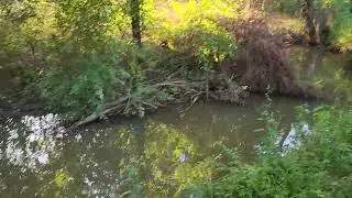 Creekside bottom land in Poteau, Oklahoma featuring the Eastern Narrow Mouth Frog