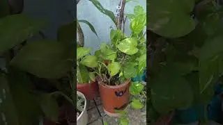 Money Plant Tips And Care🌱🪴🏡#moneyplant #viralvideo #shortsvideo #gardenplants #nature