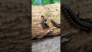 what kind of worms is this??#worms #insects #naturelover #amazing