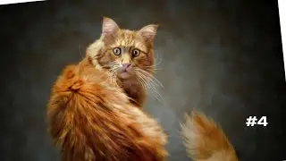 😺 FUNNY CATS #4  | Приколы с котами 2022😺