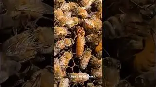 Невидимый враг💀русских пчёл: битва с клещом Варроа