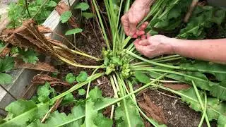 Yellow Dock, Rumex crispus, harvest...