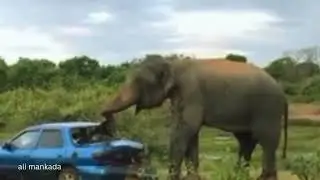 Elephant attack,yala national zoosri lanka,ali mankada