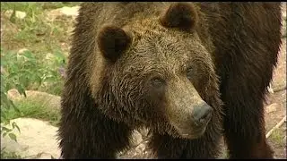 Bears - B&auml;r - Bj&ouml;rnar - Tenga -  تحمل