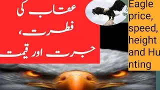 Eagle price | speed | height and Hunting |