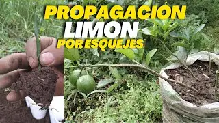 Propagaci&oacute;n de lim&oacute;n por esquejes 🌿 | Como tener limonero Enano | Parte 2