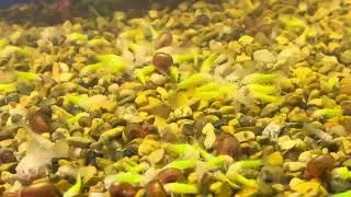 Baby  Glofish Green Cory fry feeding #glowfish #aquarium #fish #catfish