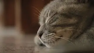 The Cat of Monti di Luna (LUMIX S5 Cinematic Short Film)