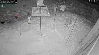 2026-01-17 - Night - Friends of Alta - Alta, UT - Live Stream Bird Feeder Cam (FiRN)