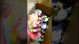 hand feeding san conure and cockatiel baby parrots 🦜 | @Amolbirds MH20