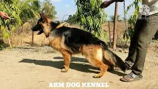 German Shepherd Double Coat Male Stud at ARM Dog Kennel