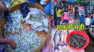 मछली मंडी मिर्चाई बाड़ी कटिहार || mumbai fish market letest video 