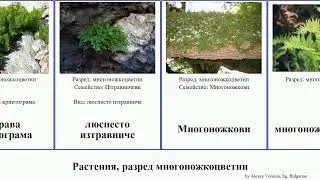 Растения, разред многоножкоцветни папрат изтравниче plants волски многоредник женска Fuse език