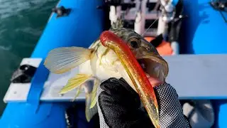 Inflatable Boat Fishing Long Beach | Sand Bass and Halibut Fishing During Winter