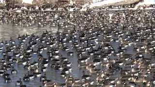 Wren Hypothermia MBO blog