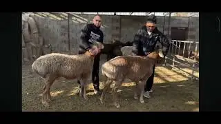 Мурат шейх