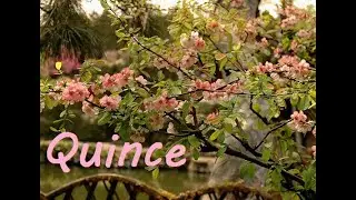 Flowering Quince Varieties for Cut Flowers
