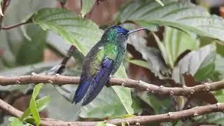 Indigo-capped hummingbird