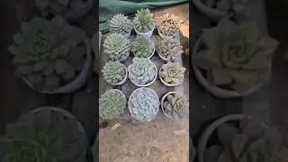 Echeveria||family Crassulaceae#shorts #shortsvideo #trending #flowerrangoli#echeveria #indoorplants