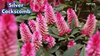 Celosia Argentea | Silver Cockscomb | White Cockscomb | Wool flower | Plumed Cockscomb |Flower Plant