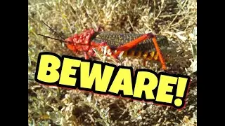 ☆BEWARE!☆ APOSEMATIC ALARM ☆ TOXIC LOCUST ☆ NOT BATESIAN MIMICRY ☆ POISONOUS INSECT / INVERTEBRATE