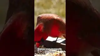 4 CURIOSIDADES sobre EL CARDENAL que NO conocias
