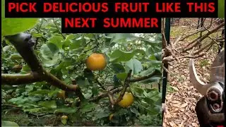 HOW WINTER FRUIT TREE PRUNING YIELDS HUGE HARVESTS