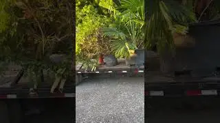 Showcasing the Talipot Palm