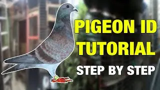 Pigeon ID Tutorial