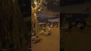 Ducks in the park 🦆 утки в парке #inthepark #ducks #animalshorts #утки #впарке