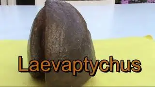 APTYCHUS:(LAEVAPTYCHUS).Estructura protectora-masticadora de los Ammonites