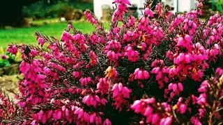 Funda Çiçeği Nedir-Bakımı Nasıl Yapılır-Özelikleri Nelerdir(Erica) (Süpürge Çiçeği)